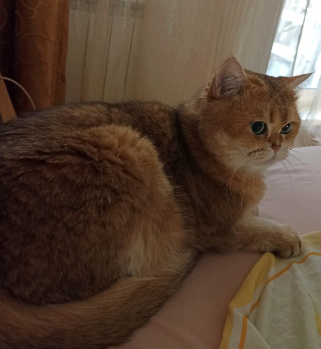 Котовторник Рыжих