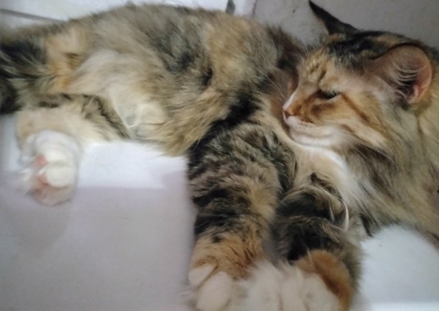 Хоть и не котовторник...
