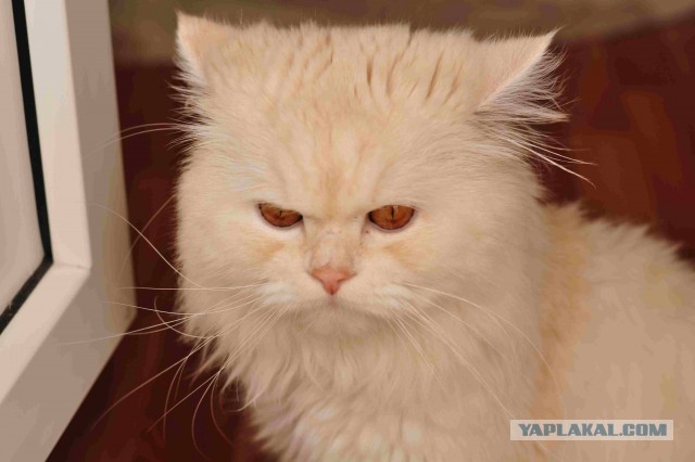 Котовторник  07.05.2013