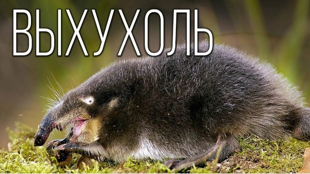 Ну подходи, не бойся!
