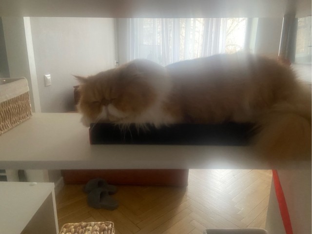Котофторник же...