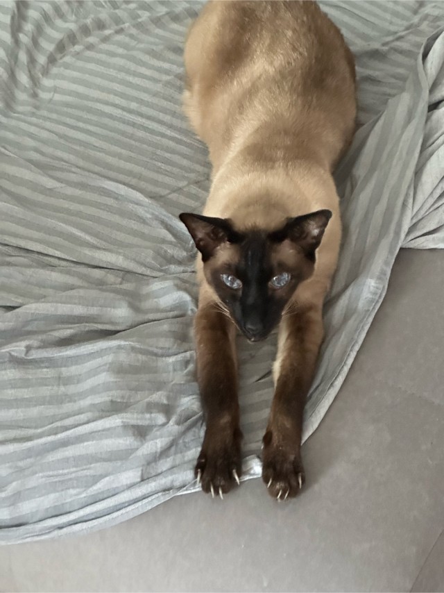 С Котовторником!