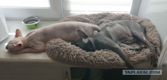 А как спят ваши питомцы?