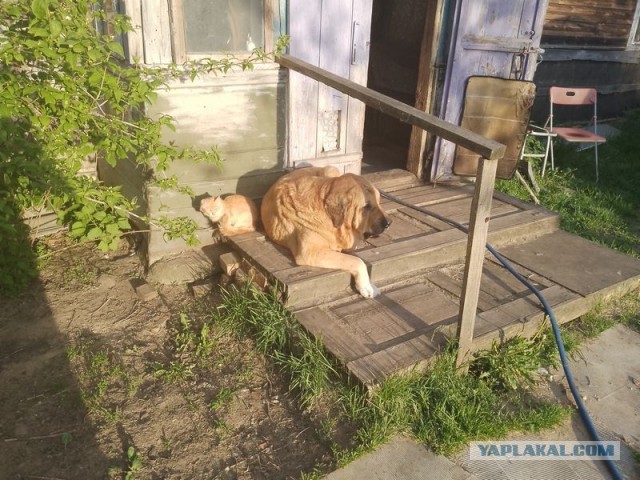 Жизнь домашнего приюта для котеек 544