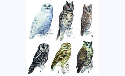 Предлагаю посчитать сов