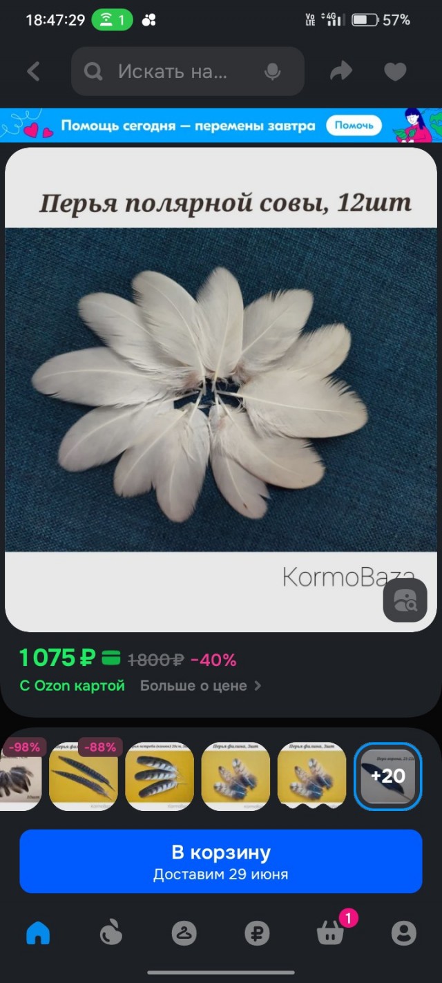 Сова на озоне