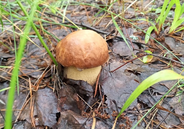 Грибной поход . День второй