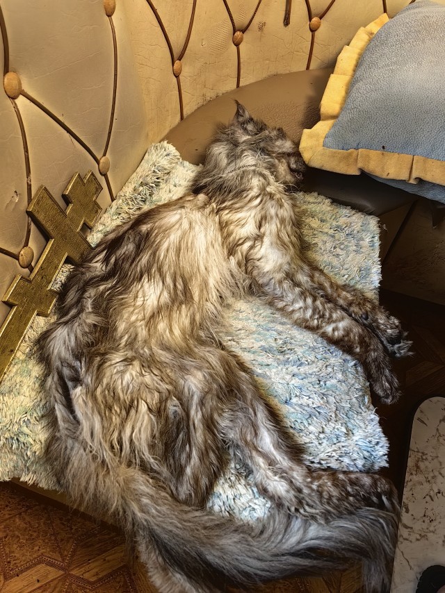 Мой пушистик ушёл (((