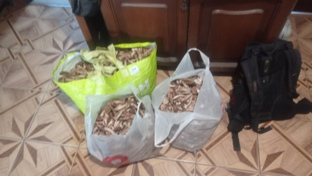 Не грибы.