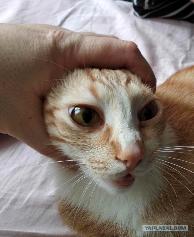 МоеЭ Котэ