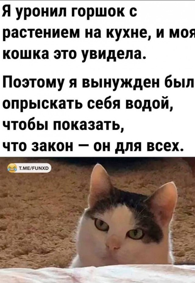 К котовторнику: подборка картинок-баянов с котиками и про котиков. Выпуск 27.