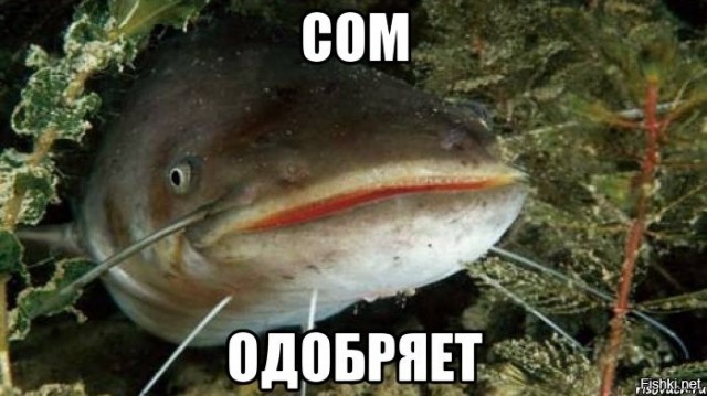 В Башкирии пастух решил перегнать 300 овец по льду, но он не выдержал: сотни животных ушли под воду