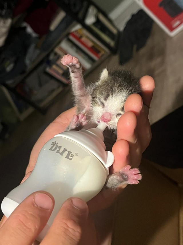 Спасение котят, не забугорное