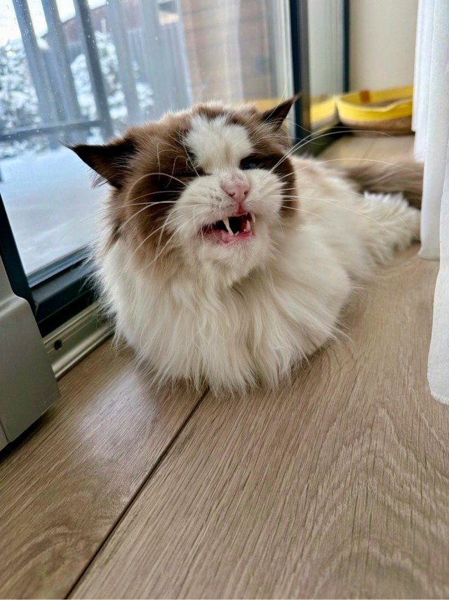 А котовторник уже пришёл?