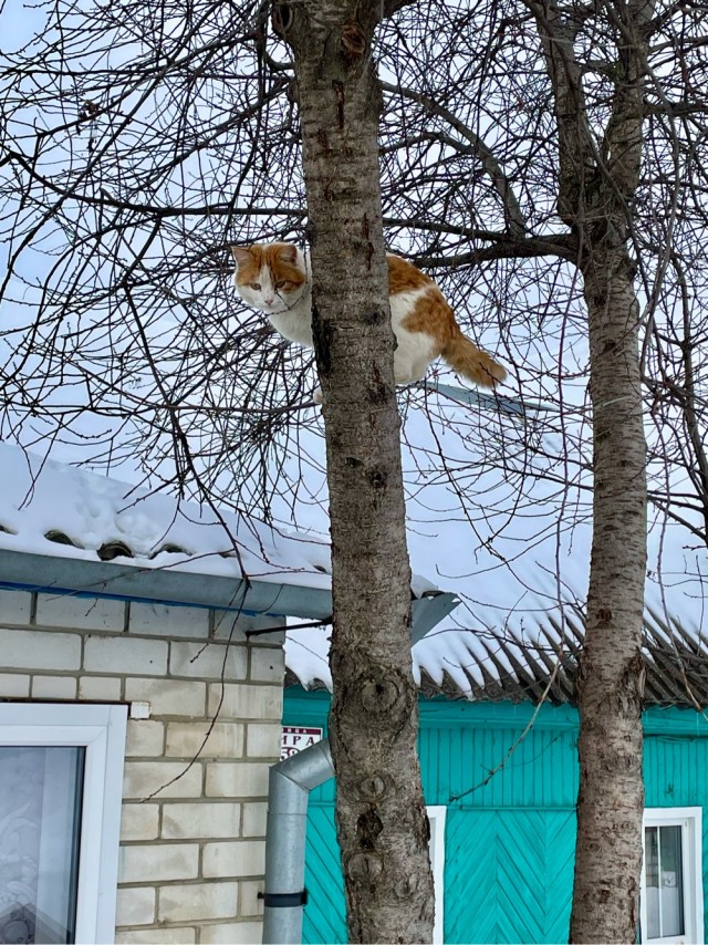 Уличные котики