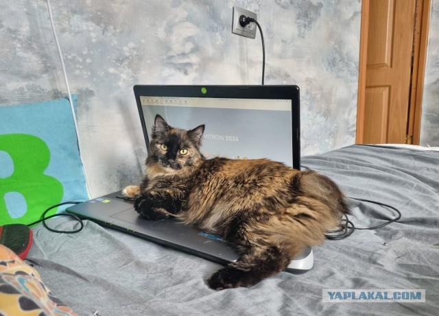 Степана вам в котовторник