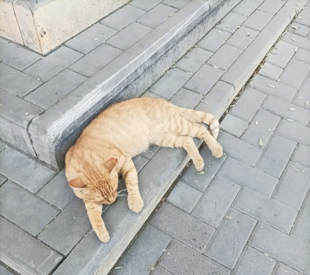 Холостякую и что заметил