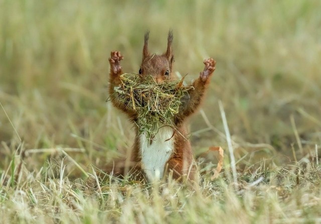 Снимки финалистов конкурса Nikon Comedy Wildlife Awards 2026