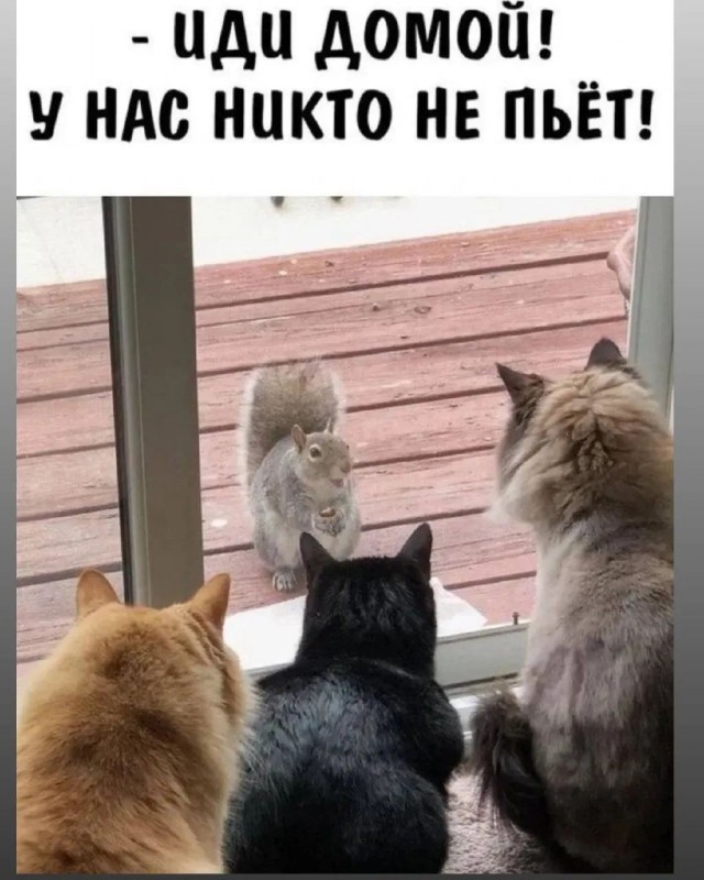 Картинки для деградации 296 (разной степени свежести)