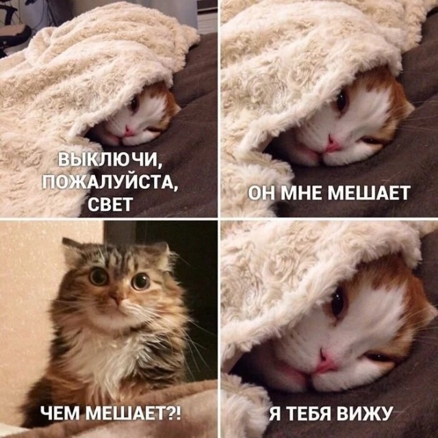 К котовторнику: подборка картинок-баянов с котиками и про котиков. Выпуск 46