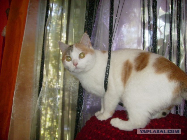 Котовторник 8.10.2013