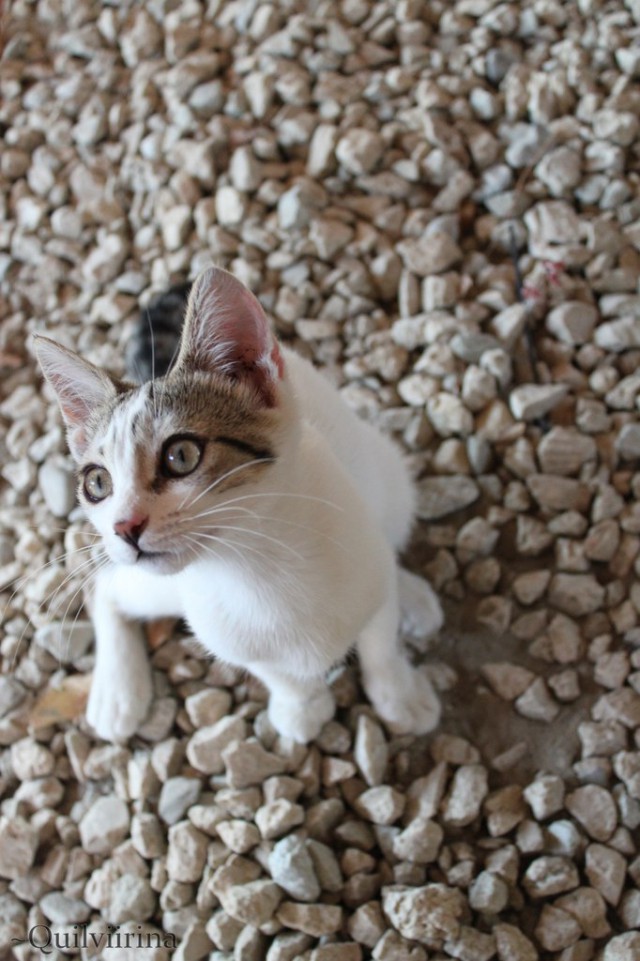 Котовторник 04.03.2014