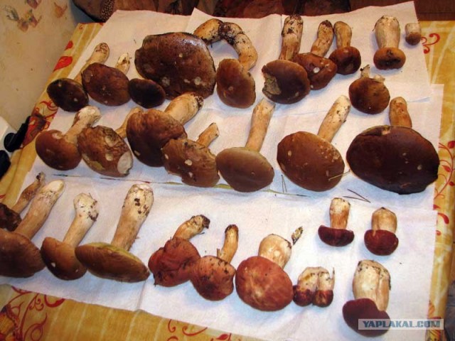 Грибы. Кто нашёл больше?