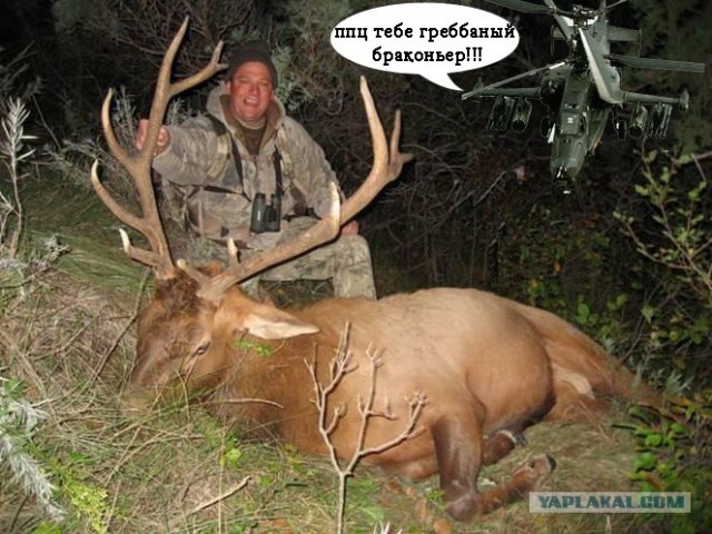 Это твоя добыча? А ты чья?