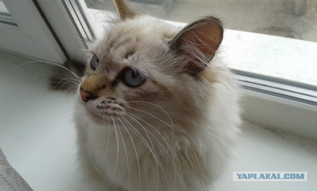 Котовторник 29.04.14.