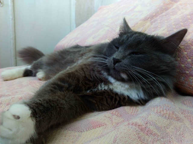 Котовторник 20.05.2014
