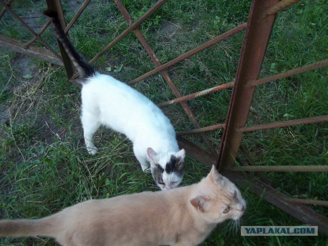 Жизнь домашнего приюта для котеек 14