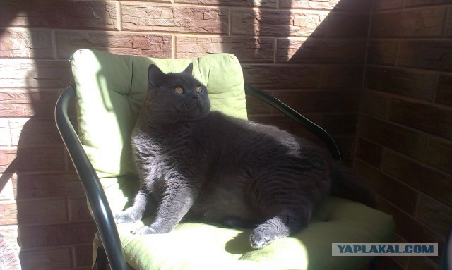 Котовторник 24.06.2014