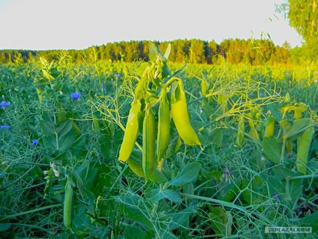 Будни фотографа