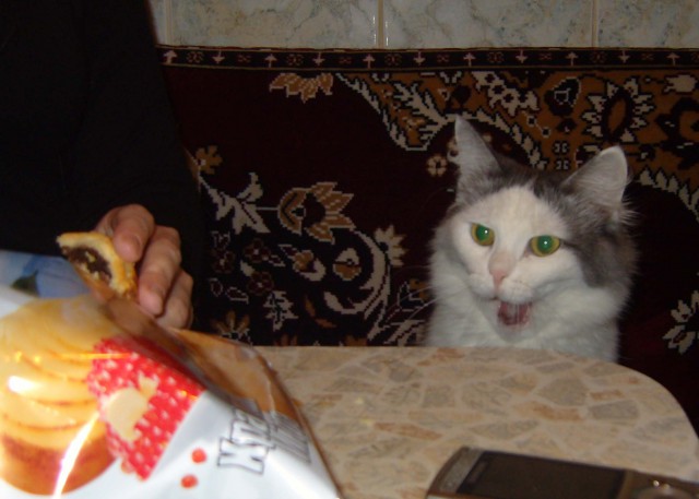 Животные в шоке