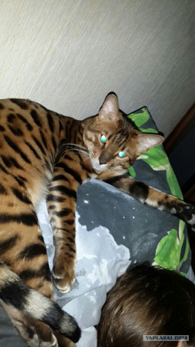 Котовторник 25.11.2014