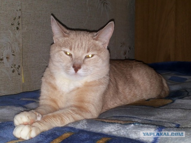 Котовторник