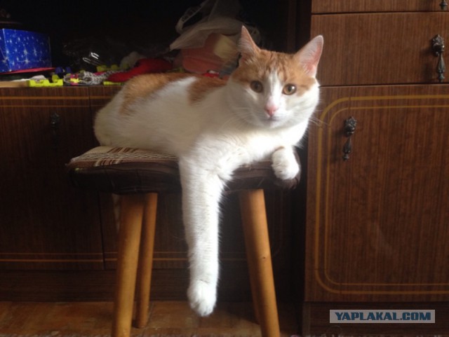 Котовторник 16.06.2015., Котовторник наступил!