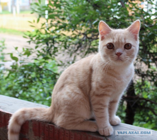 Котовторник 14.07.2015