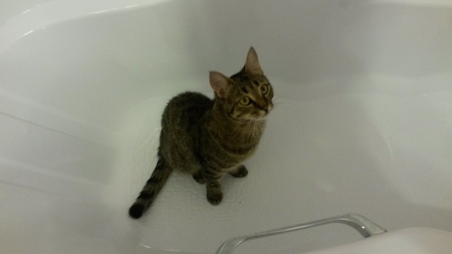 Котовторник 04.08.2015