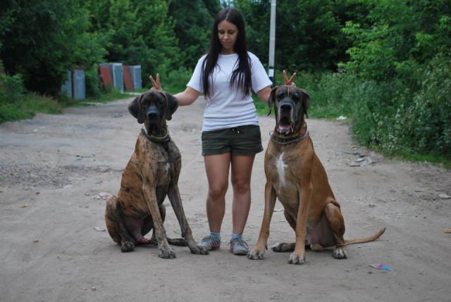 Самые большие в мире собаки