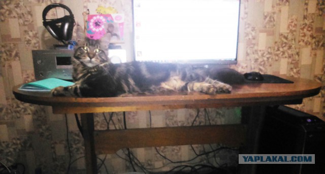 Котовторник