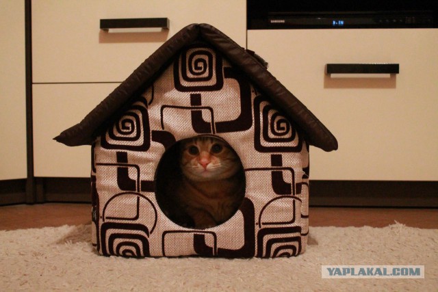 Котовторник