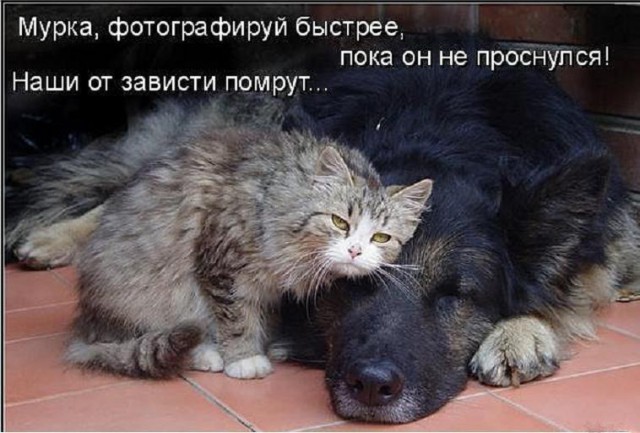 Весёлые картинки
