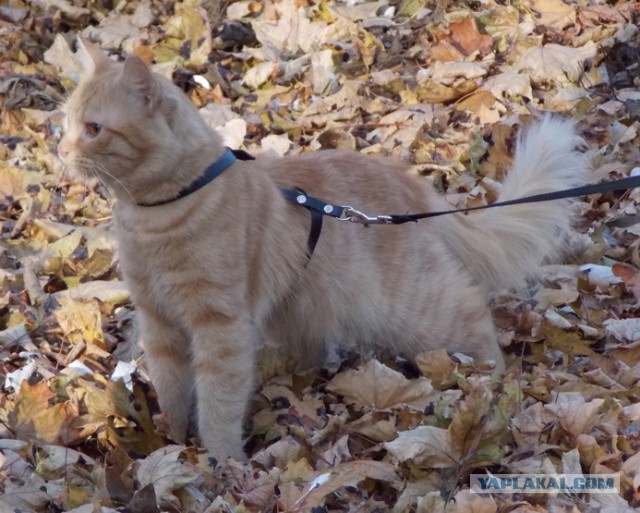 В тему котовторника. Бой рыжего бесенка со смертью