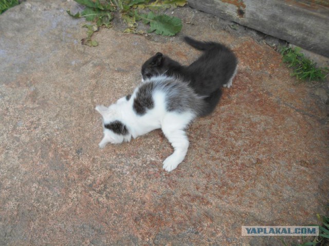Жизнь домашнего приюта для котеек 117