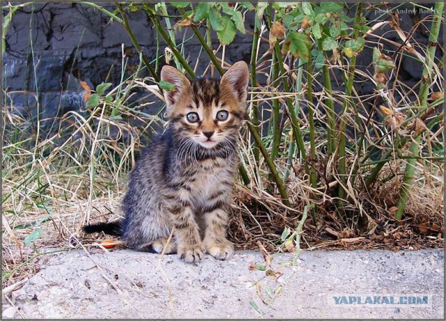 Котовторник на вторник, Котовторник