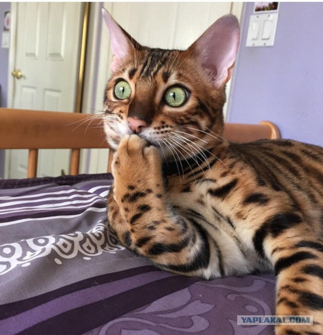Коты из сети