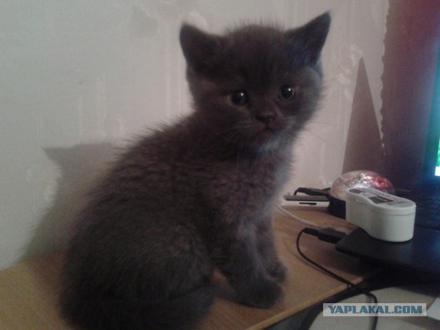 Коты и Кошки