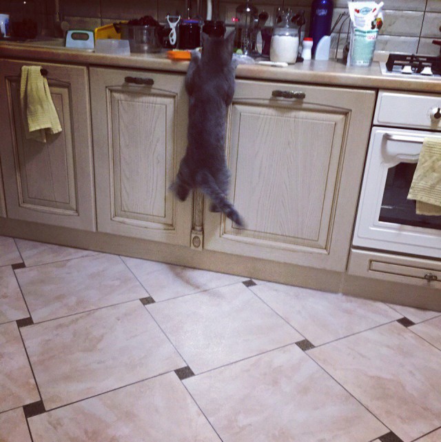 Коты и Кошки