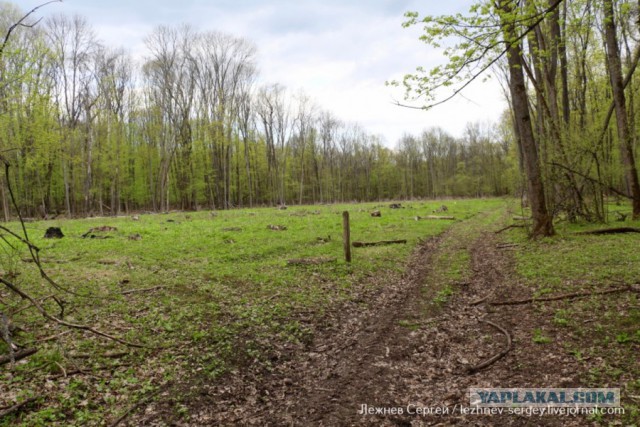 Как вырубают Корочанский лес в Белгородской области